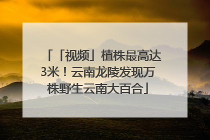 「视频」植株最高达3米！云南龙陵发现万株野生云南大百合