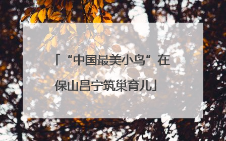 “中国最美小鸟”在保山昌宁筑巢育儿