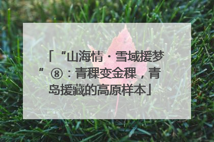 “山海情・雪域援梦”⑧：青稞变金稞，青岛援藏的高原样本