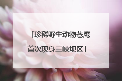 珍稀野生动物苍鹰首次现身三峡坝区