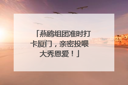 燕鸥组团准时打卡厦门，亲密投喂大秀恩爱！