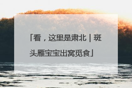 看，这里是肃北｜斑头雁宝宝出窝觅食