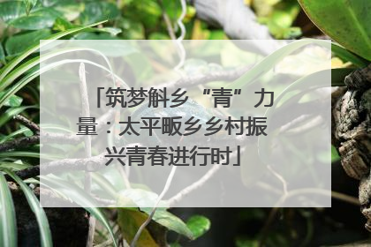 筑梦斛乡“青”力量：太平畈乡乡村振兴青春进行时