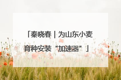 秦晓春｜为山东小麦育种安装“加速器”