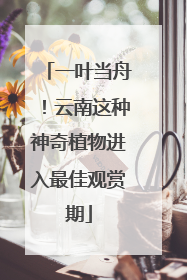 一叶当舟！云南这种神奇植物进入最佳观赏期