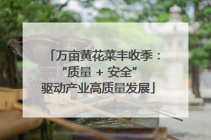 万亩黄花菜丰收季：“质量 + 安全” 驱动产业高质量发展
