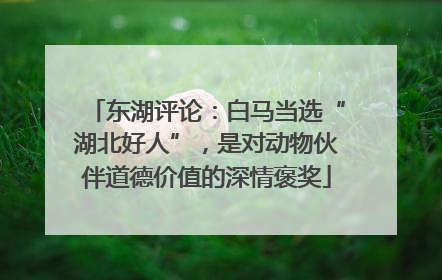 东湖评论：白马当选“湖北好人”，是对动物伙伴道德价值的深情褒奖
