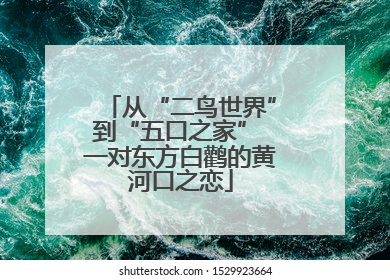 从“二鸟世界”到“五口之家” 一对东方白鹳的黄河口之恋