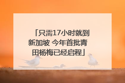 只需17小时就到新加坡 今年首批青田杨梅已经启程