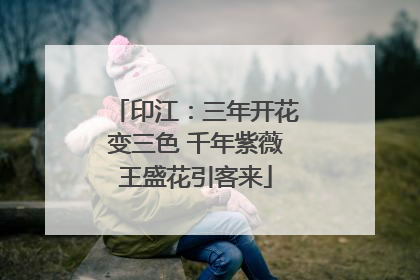 印江：三年开花变三色 千年紫薇王盛花引客来