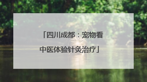 四川成都：宠物看中医体验针灸治疗
