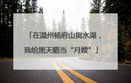 在温州杨府山奥水湖，我给黑天鹅当“月嫂”