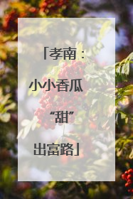 孝南：小小香瓜 “甜”出富路