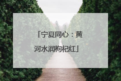 宁夏同心：黄河水润枸杞红