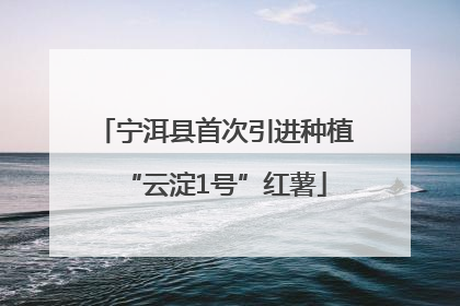 宁洱县首次引进种植“云淀1号”红薯