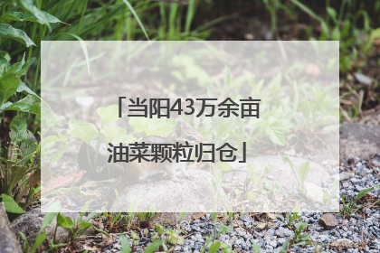当阳43万余亩油菜颗粒归仓