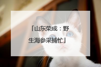 山东荣成：野生海参采捕忙