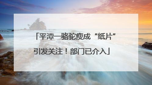 平潭一骆驼瘦成“纸片”引发关注！部门已介入