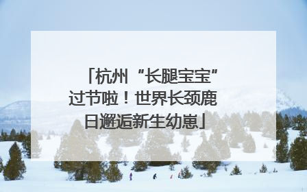 杭州“长腿宝宝”过节啦！世界长颈鹿日邂逅新生幼崽