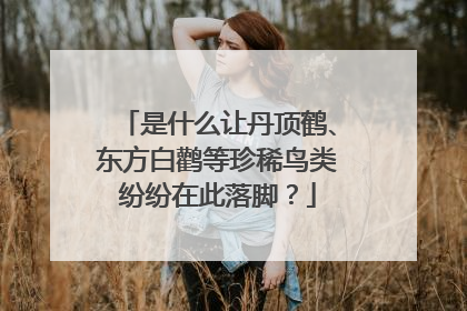 是什么让丹顶鹤、东方白鹳等珍稀鸟类纷纷在此落脚？