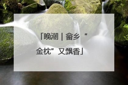 晚潮｜畲乡“金枕”又飘香