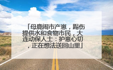 母鹿闹市产崽，踢伤提供水和食物市民，大连动保人士：护崽心切，正在想法送回山里