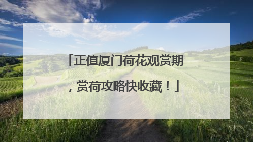 正值厦门荷花观赏期，赏荷攻略快收藏！