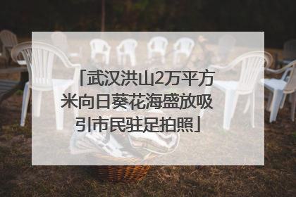 武汉洪山2万平方米向日葵花海盛放吸引市民驻足拍照