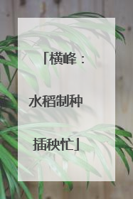 横峰：水稻制种插秧忙