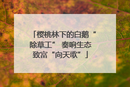 樱桃林下的白鹅“除草工” 奏响生态致富“向天歌”