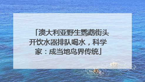 澳大利亚野生鹦鹉街头开饮水器排队喝水，科学家：成当地鸟界传统
