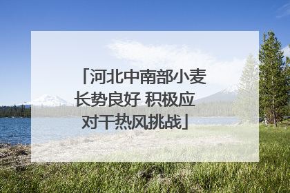 河北中南部小麦长势良好 积极应对干热风挑战