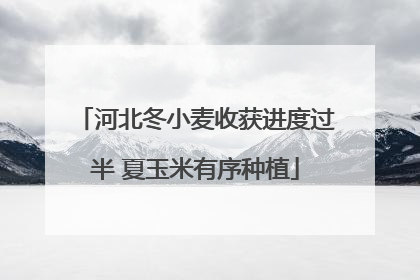 河北冬小麦收获进度过半 夏玉米有序种植