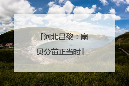 河北昌黎：扇贝分苗正当时