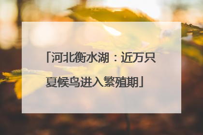 河北衡水湖：近万只夏候鸟进入繁殖期