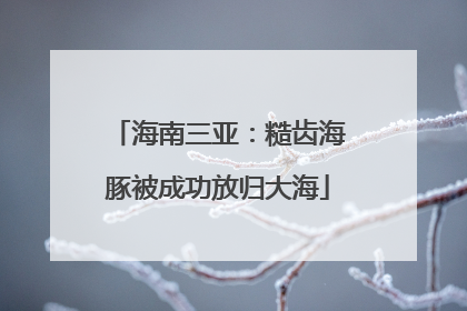 海南三亚：糙齿海豚被成功放归大海