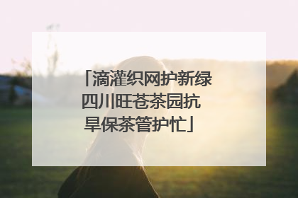 滴灌织网护新绿 四川旺苍茶园抗旱保茶管护忙