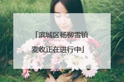 滨城区杨柳雪镇麦收正在进行中