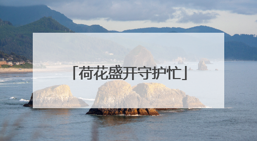 荷花盛开守护忙