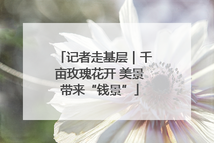 记者走基层｜千亩玫瑰花开 美景带来“钱景”