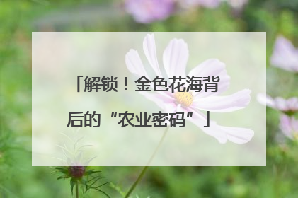 解锁！金色花海背后的“农业密码”