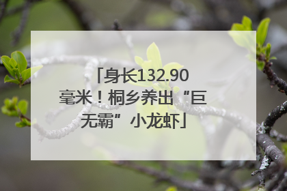 身长132.90毫米！桐乡养出“巨无霸”小龙虾
