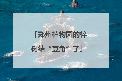 郑州植物园的梓树结“豆角”了