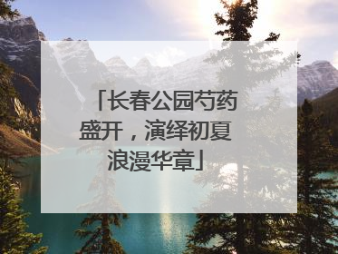 长春公园芍药盛开，演绎初夏浪漫华章