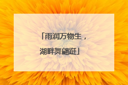 雨润万物生，湖畔舞翩跹
