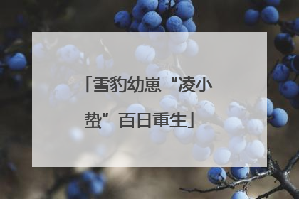 雪豹幼崽“凌小蛰”百日重生
