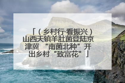 （乡村行·看振兴）山西天镇羊肚菌登陆京津冀 “南菌北种”开出乡村“致富花”