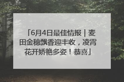 6月4日最佳情报｜麦田金穗飘香迎丰收，凌霄花开娇艳多姿！恭喜